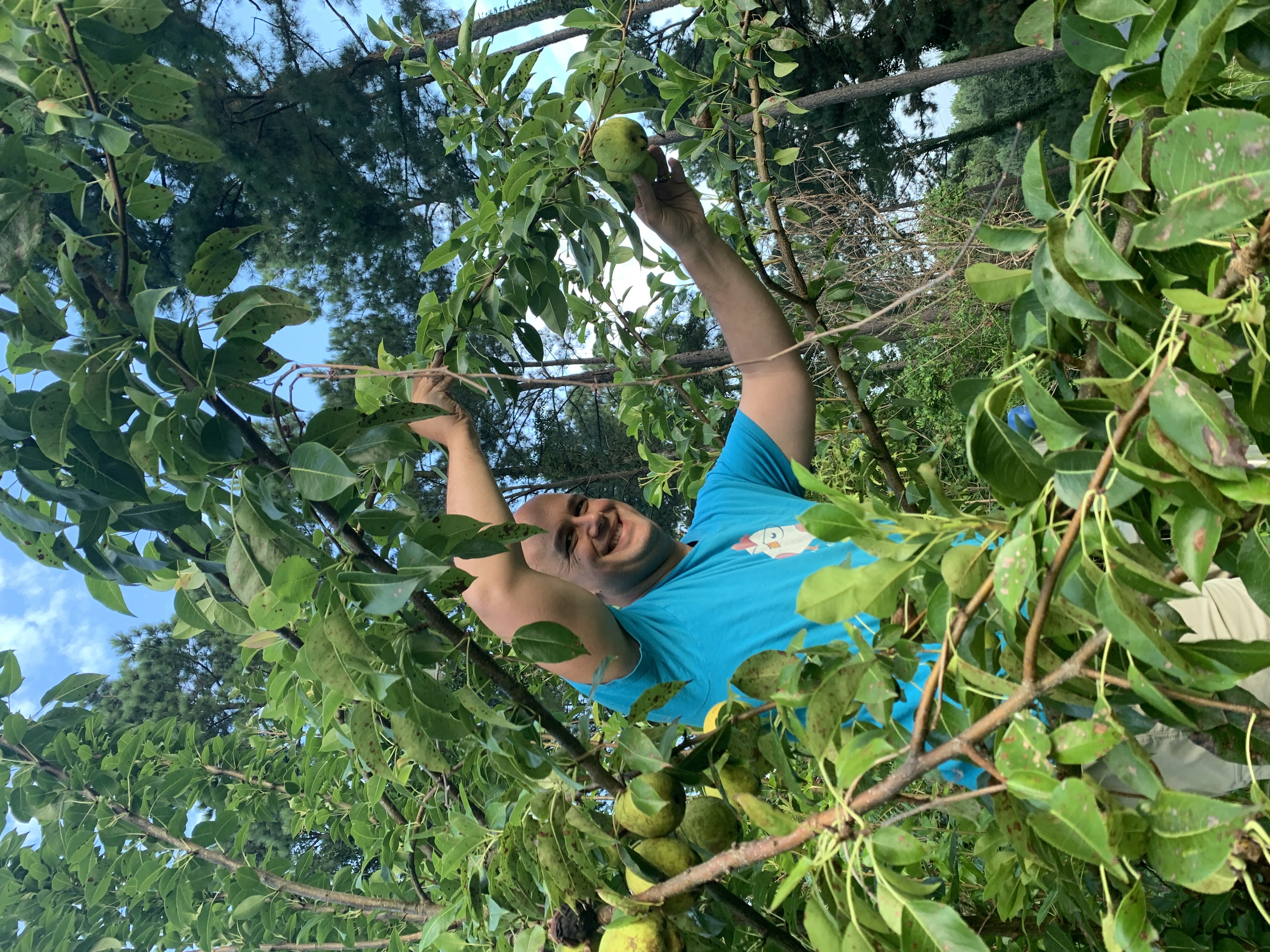 Fruit trees